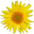MediaWiki logo
