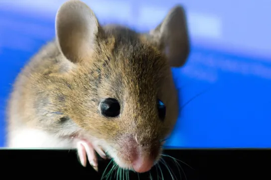 Machine-Learning Algorithm Predicts What Mice See From Brain Data