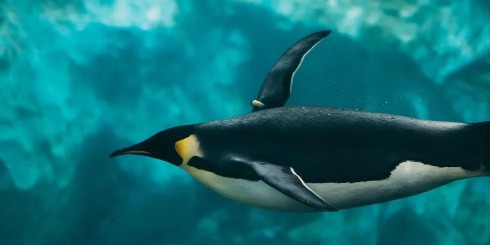 Linus Torvalds declares Linux 6.8 is back on track