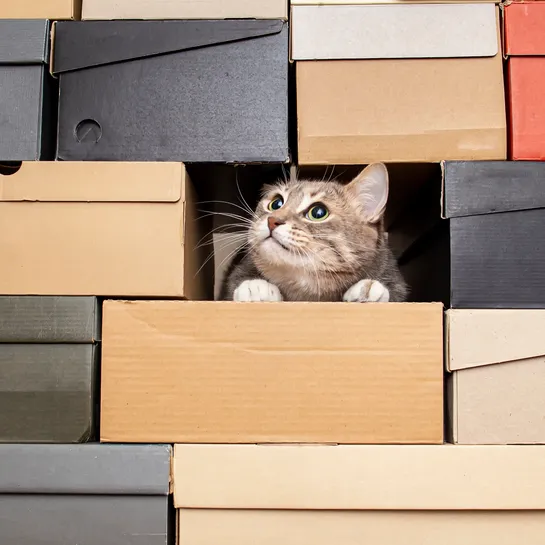 Database Trends Spotted at KubeCon Europe